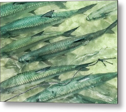 Tarpon Together Metal Print featuring the photograph Tarpon Together by Louise Lindsay