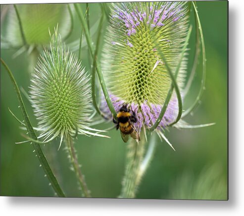 Dipsacus Fullonum Metal Print featuring the photograph Teasel Flowers on a Summer Meadow by Nailia Schwarz