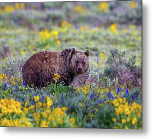  Metal Print featuring the photograph Teton Bloom by Kevin Dietrich