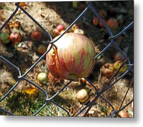 Apple Metal Print featuring the photograph The Apple Doesn't Fall Far by Suzy Piatt