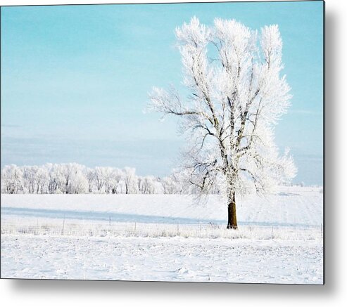 Trees Metal Print featuring the photograph The Beauty of Winter by Lori Frisch