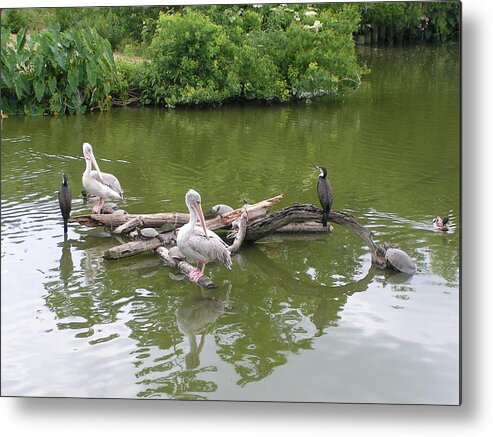 Pelican Metal Print featuring the photograph The Gathering by Heather E Harman