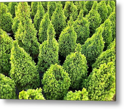 Green Metal Print featuring the photograph The Green by Jim Whitley