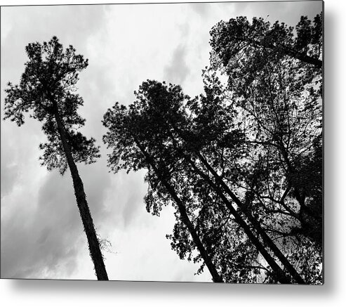 Tree Metal Print featuring the photograph The Leader and His Henchmen Stare BW by Lee Darnell