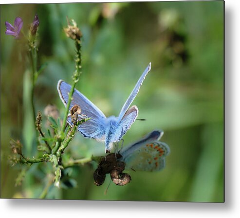 Lac Fauvel Metal Print featuring the photograph The Mirrors Butterfly by Carl Marceau