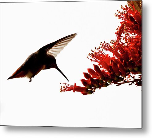 Hummingbird Metal Print featuring the photograph The Ocotillo Diner by Joe Schofield