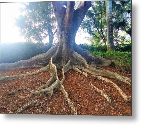 Nature Metal Print featuring the photograph The Strength of Our Roots by Vivian Aaron