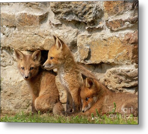 Fox Metal Print featuring the photograph The Three Amigos by Chris Scroggins