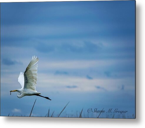 Bird Metal Print featuring the photograph The V of the Blue by Shawn M Greener
