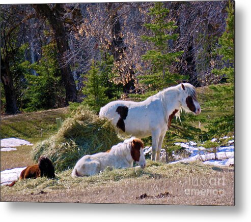 Canada Metal Print featuring the photograph There's Three by Mary Mikawoz