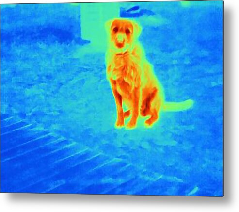 Sicily Metal Print featuring the photograph Thermal image of dog outdoors by Cultura RF/Joseph Giacomin