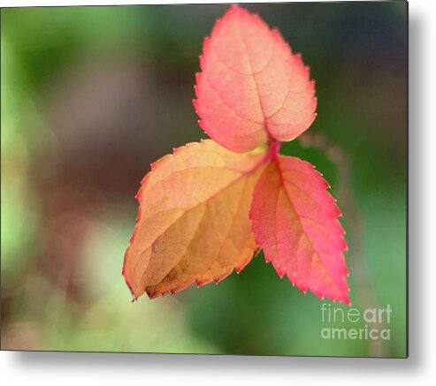 Fall Metal Print featuring the photograph Three Fall Leaves by Catherine Wilson