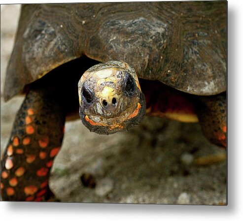 Tortoise St. Maartin Metal Print featuring the photograph Tortoise in St. Maarten by David Morehead