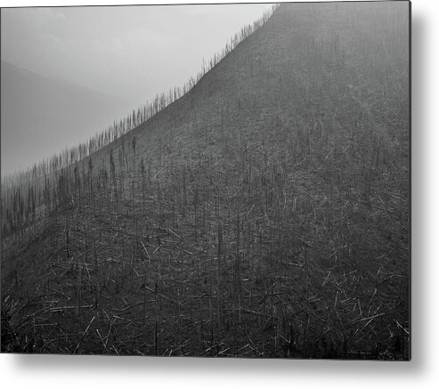 Trees Metal Print featuring the photograph Tree Skeletons on Hills by Pak Hong