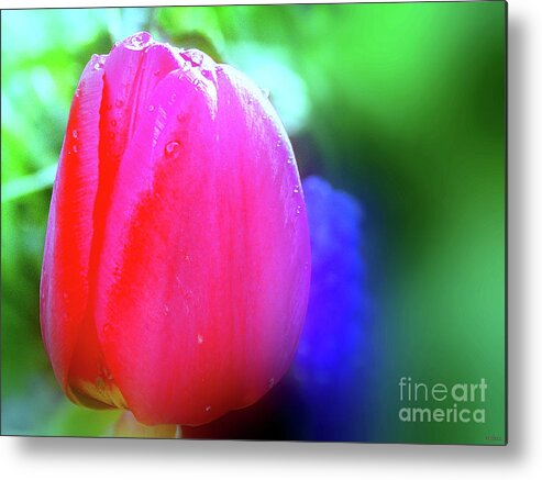 Tulip Flower Metal Print featuring the photograph Tulip Flower by Daniel Janda