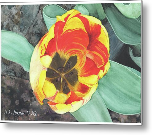 Watercolor Metal Print featuring the painting Tulip Heart by Heather E Harman