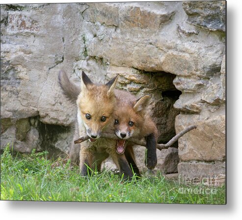 Fox Metal Print featuring the photograph Two Fox and a Stick by Chris Scroggins