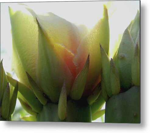 Prickly Pear Metal Print featuring the digital art Under the Prickly Pear Cactus Flower by Shelli Fitzpatrick