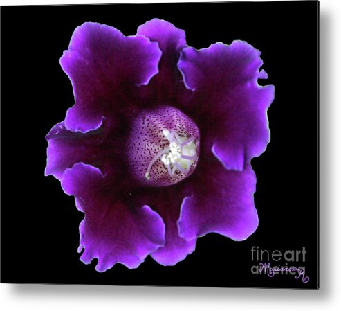 Nature Metal Print featuring the photograph Velvety Gloxinia by Mariarosa Rockefeller