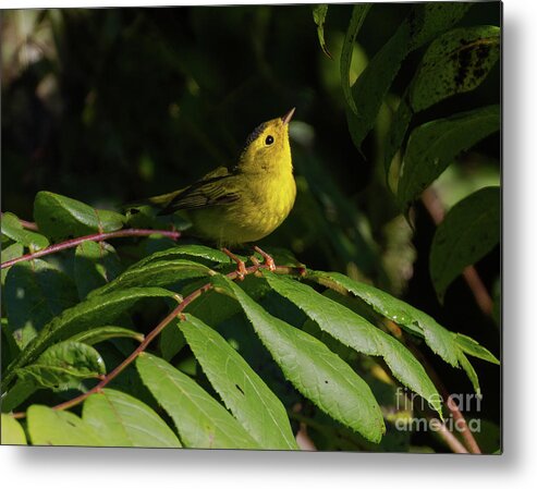 Birds Metal Print featuring the photograph Keep Looking Up by Chris Scroggins