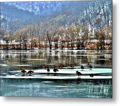 Geese Metal Print featuring the photograph Walking on Water by Susie Loechler