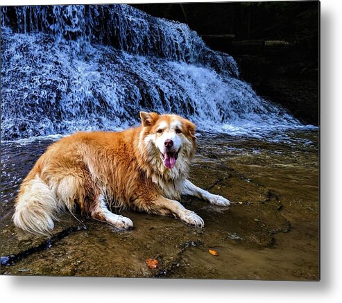  Metal Print featuring the photograph Waterfall Doggy by Brad Nellis