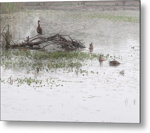 Waterfowl Metal Print featuring the photograph Waterfowl at Estero Llano Grande 2 by James C Richardson