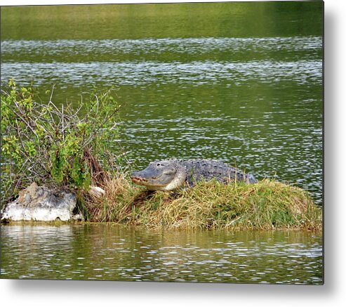 Alligator Metal Print featuring the photograph Well to Lie in the Sunshine by Lyuba Filatova