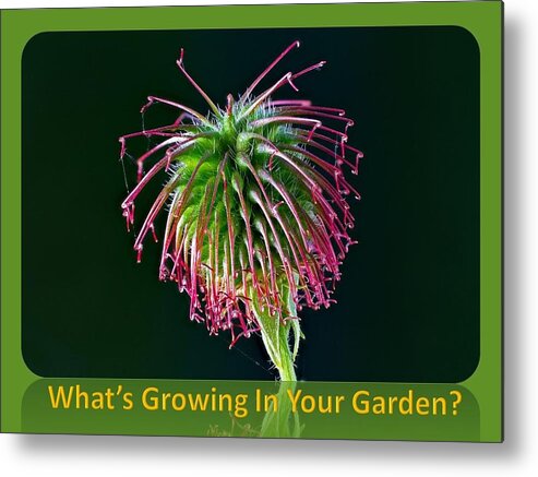 Flower Metal Print featuring the photograph What's Growing In Your Garden by Nancy Ayanna Wyatt