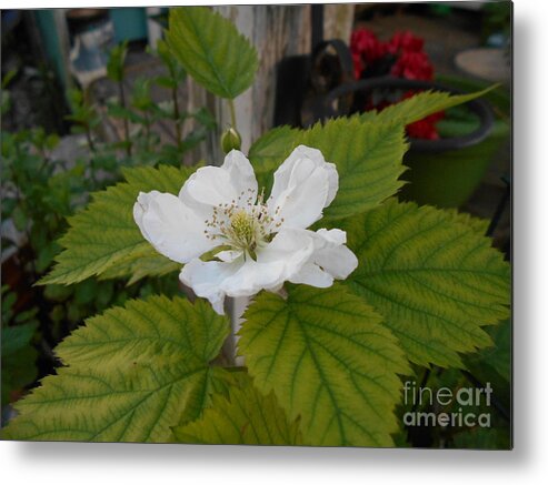 White Metal Print featuring the photograph White bloom by Nancy Graham