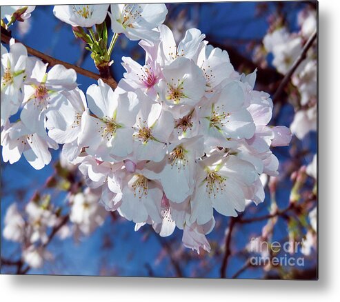 Cherry Tree Metal Print featuring the photograph White Blossoms with Carolina Blue by Amy Dundon
