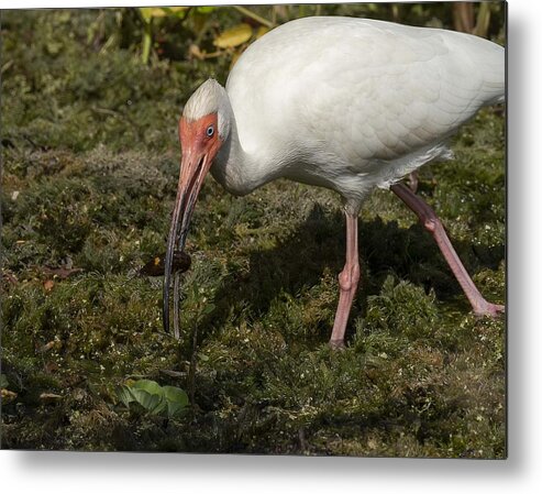 White Ibis Metal Print featuring the photograph White Ibis with Crawfish in its Mouth by Elizabeth W. Kearley