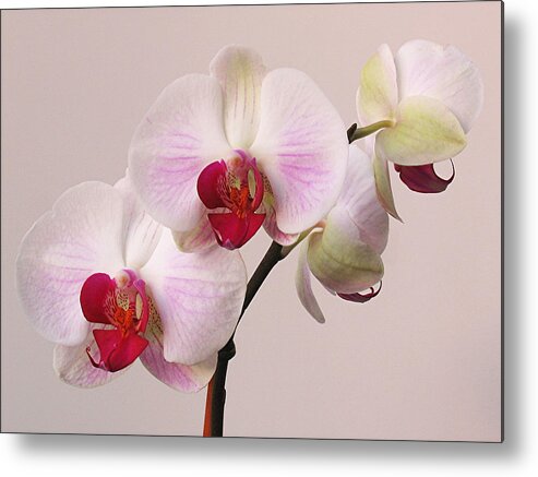 Orchid Metal Print featuring the photograph White Orchid by Juergen Roth