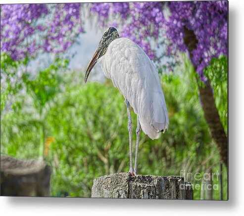 Birds Metal Print featuring the photograph White Wood Stork by Judy Kay