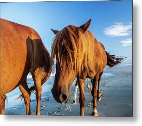 5-places Metal Print featuring the photograph Wild Pony Head Shot Assateague Island by Louis Dallara