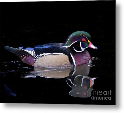 Ducks Metal Print featuring the photograph Tranquil Wood Duck by Chris Scroggins
