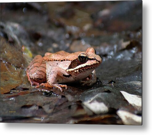 Animal Metal Print featuring the photograph Wood Frog by Christina Rollo