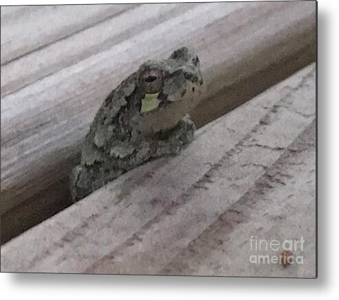 Wood Frog Metal Print featuring the photograph Back Porch Wood Frog Lateral by Mary Kobet