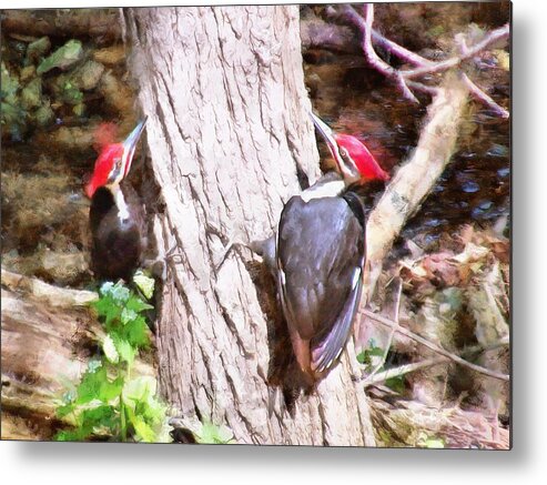 Woodpeckers Metal Print featuring the mixed media Woodpeckers by the Stream by Christopher Reed