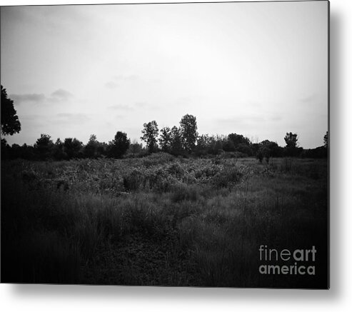 Wetlands Metal Print featuring the photograph Yellow Flowers in the Field - Black and White - Frank J Casella by Frank J Casella