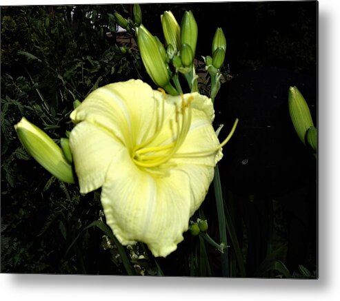 Lily Metal Print featuring the photograph Yellow Lily by Nancy Ayanna Wyatt