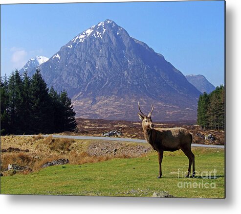 Glencoe Metal Print featuring the photograph A young Red Deer Stag in Glencoe by Phil Banks