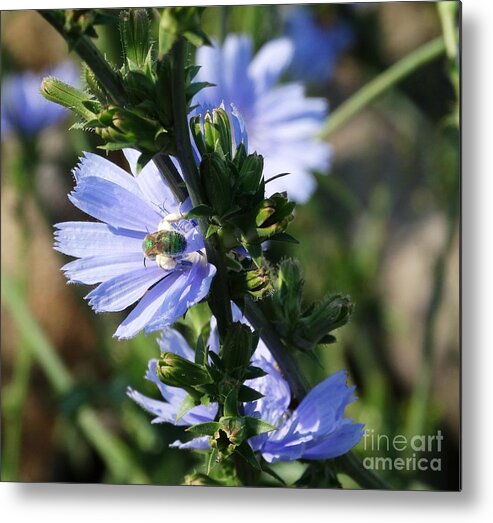 Chicory Metal Print featuring the photograph Chicory Blue by J L Zarek