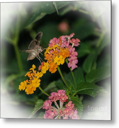 Insect Metal Print featuring the photograph Honey Is Sweeter At Night by Donna Brown