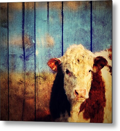 Cow Metal Print featuring the photograph Cow by Marysue Ryan