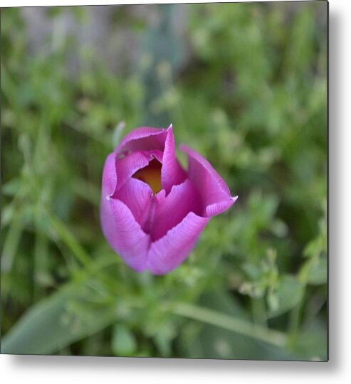 Tulip Metal Print featuring the photograph 1st Spring by Derry Murphy