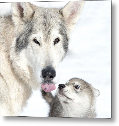 Wolf Hybrid Metal Print featuring the photograph Love in the Air in Big Horn country #2 by Deby Dixon