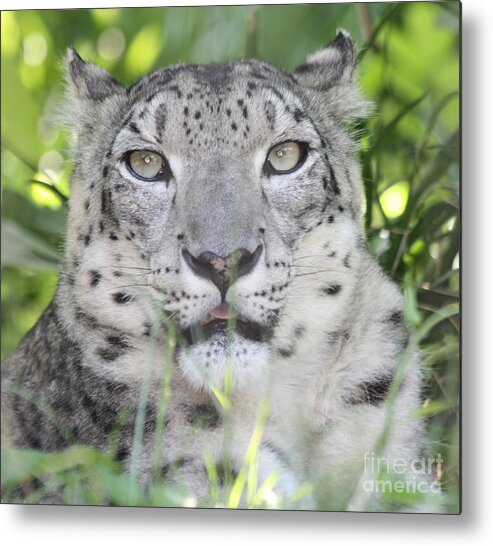 Snow Leopard Metal Print featuring the photograph Snow Leopard by John Telfer