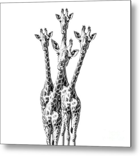 Giraffe Metal Print featuring the photograph What are YOU looking at? #2 by Diane Diederich