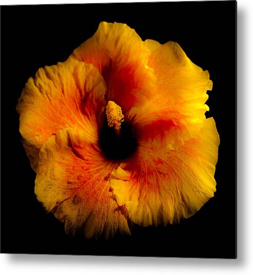 Hibiscus Metal Print featuring the photograph Yellow Hibiscus #2 by Craig Watanabe